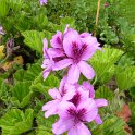 Pelargonium cucullatum fleur
